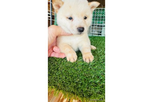 成約済の茨城県の豆柴-350957の4枚目